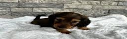 Miniature Dachshund dogs for sale: Rex - Ad 8