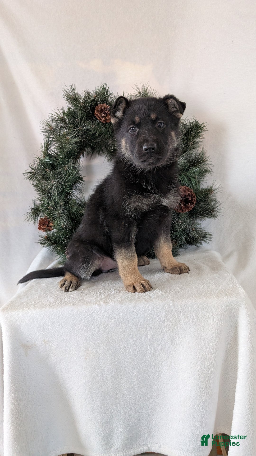 German Shepherd dogs for sale: Marge  - Ad 8