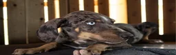 Catahoula Leopard Dog dogs for sale: Tracy II 2026 Male 2 - Ad 4