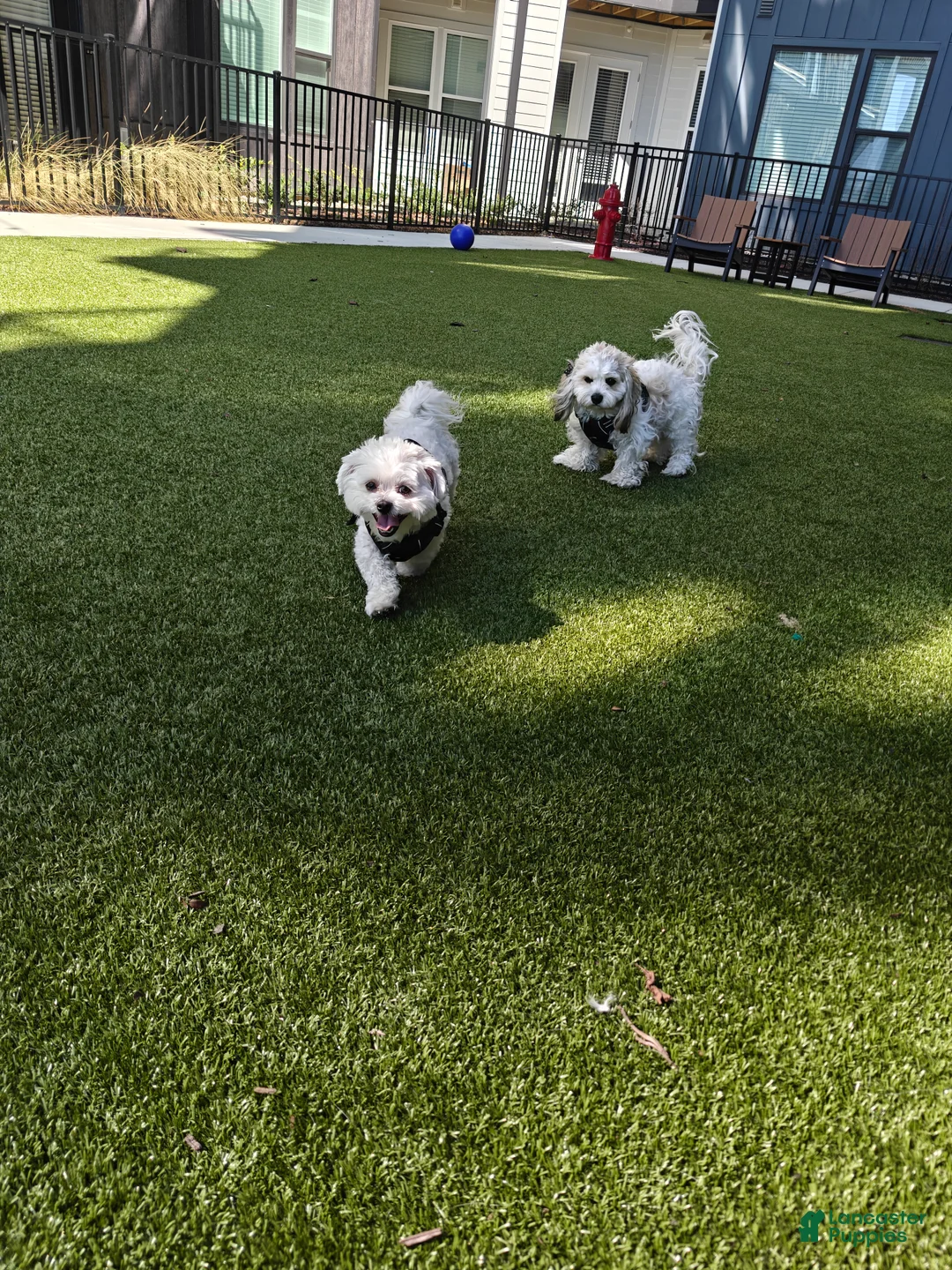 Mixed Breed dogs for sale: TBD - Ad 2