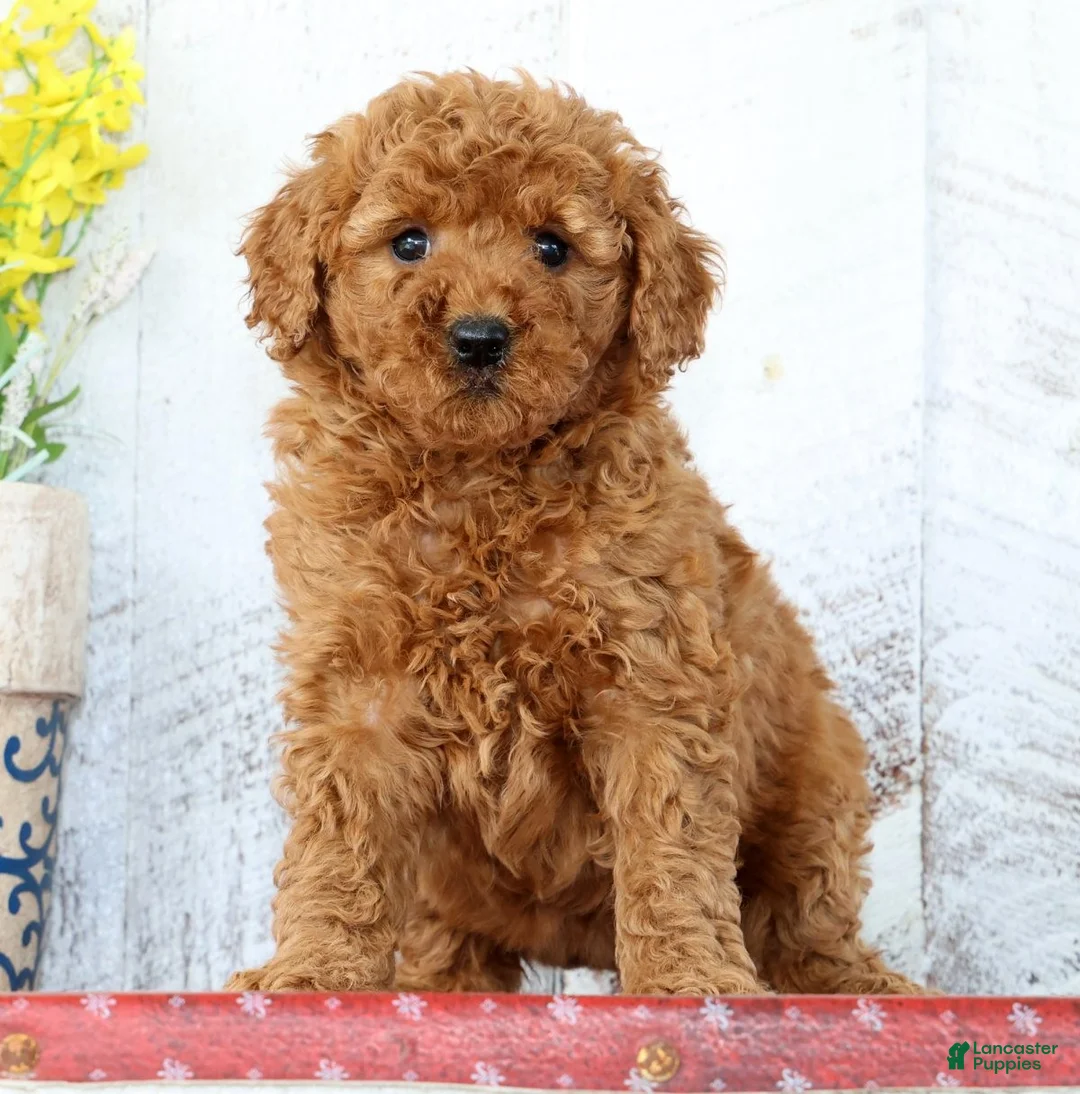 Mini Goldendoodle dogs for sale: Kennedi - Ad 1