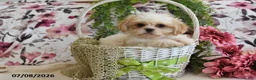 Shih Tzu dogs for sale: Nicky - Ad 5