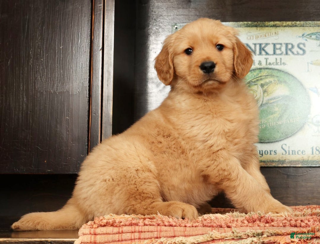 Golden Retriever dogs for sale: Flint - Ad 1