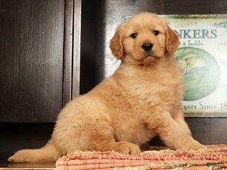 Golden Retriever dogs Flint - Ad 3