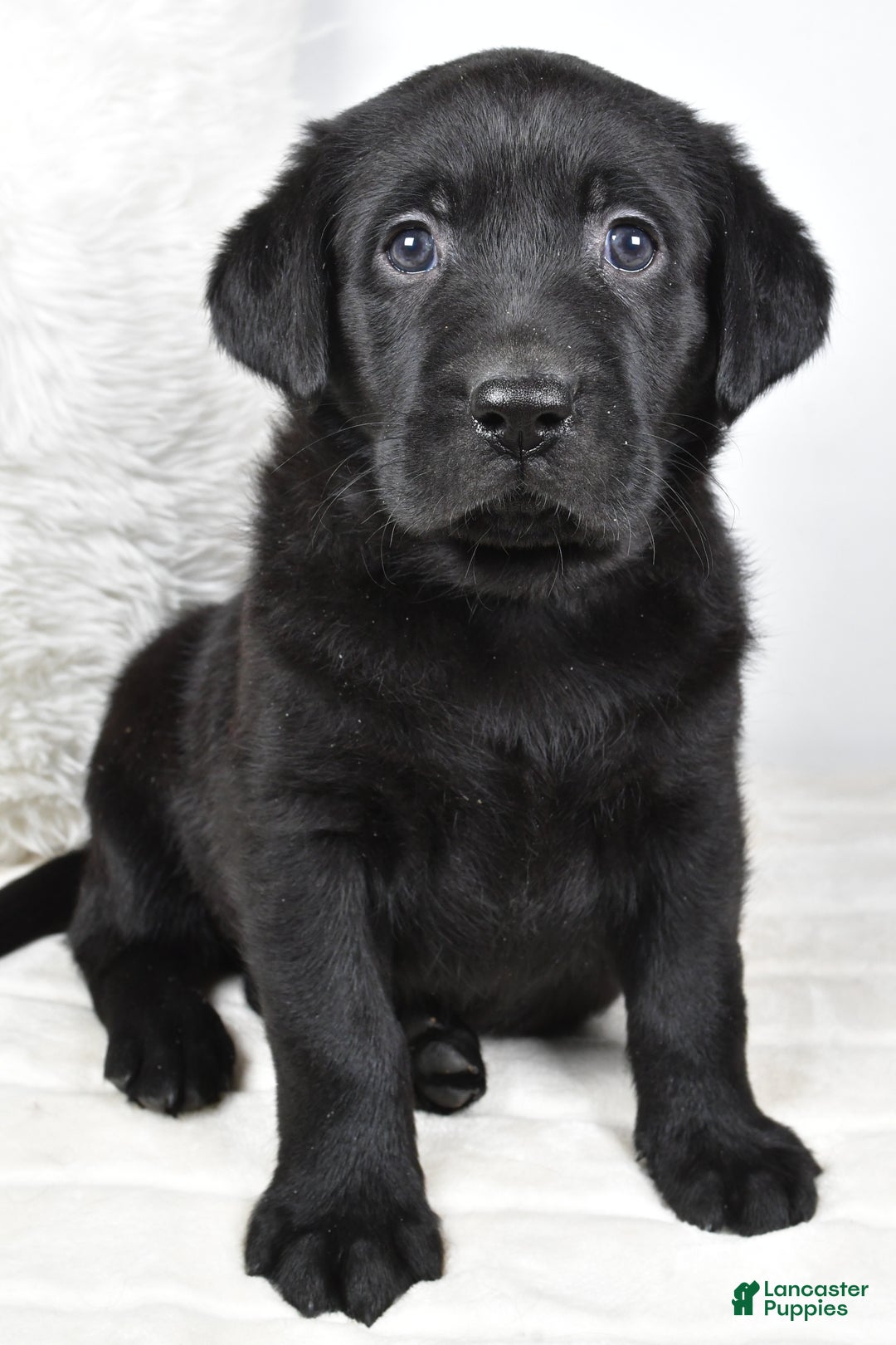 Labrador Retriever dogs for sale: Maggie - Ad 4