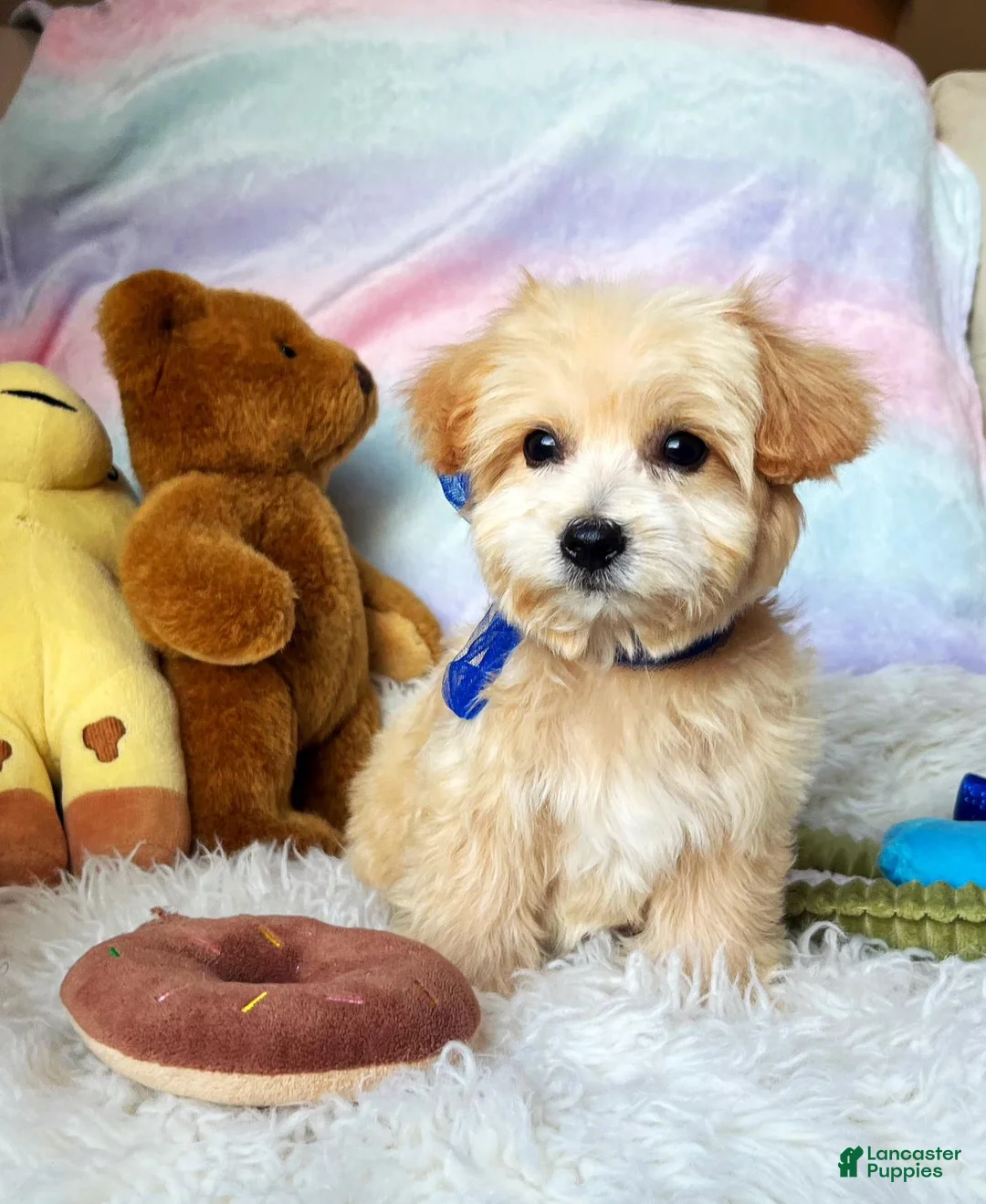 Maltipoo dogs for sale: Peanut - Ad 1