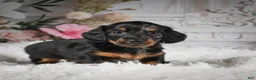 Miniature Dachshund dogs for sale: AKC-Ringo - Ad 6