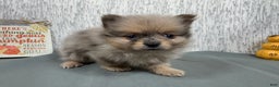 Pomeranian dogs for sale: Pomeranian Puppy 2 - Ad 4