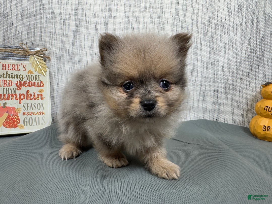 Pomeranian dogs for sale: Pomeranian Puppy 2 - Ad 4