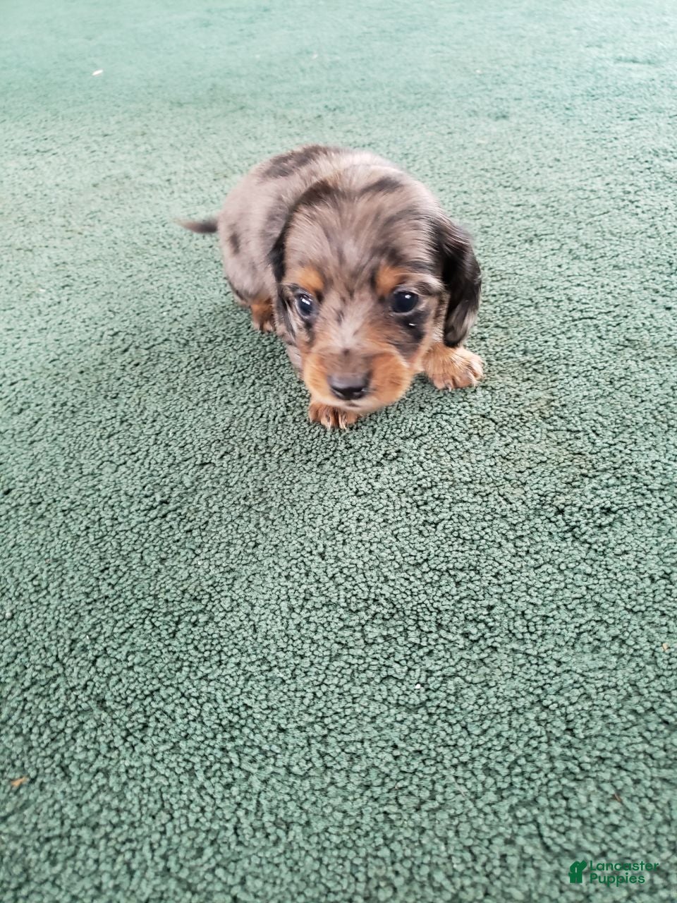 Miniature Dachshund dogs Sal - Ad 39