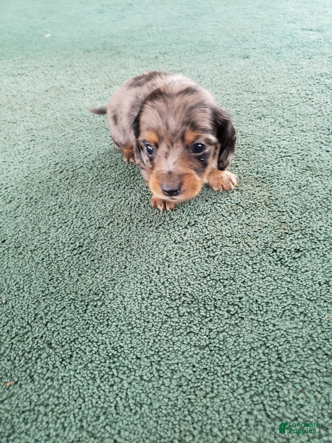 Miniature Dachshund dogs for sale: Sal - Ad 1
