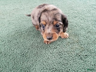 Miniature Dachshund dogs Sal - Ad 33