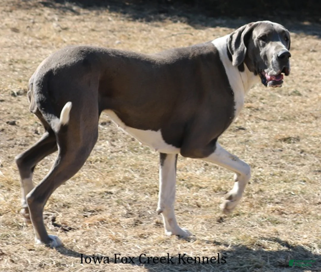 Great Dane dogs for sale: Maya - Ad 8