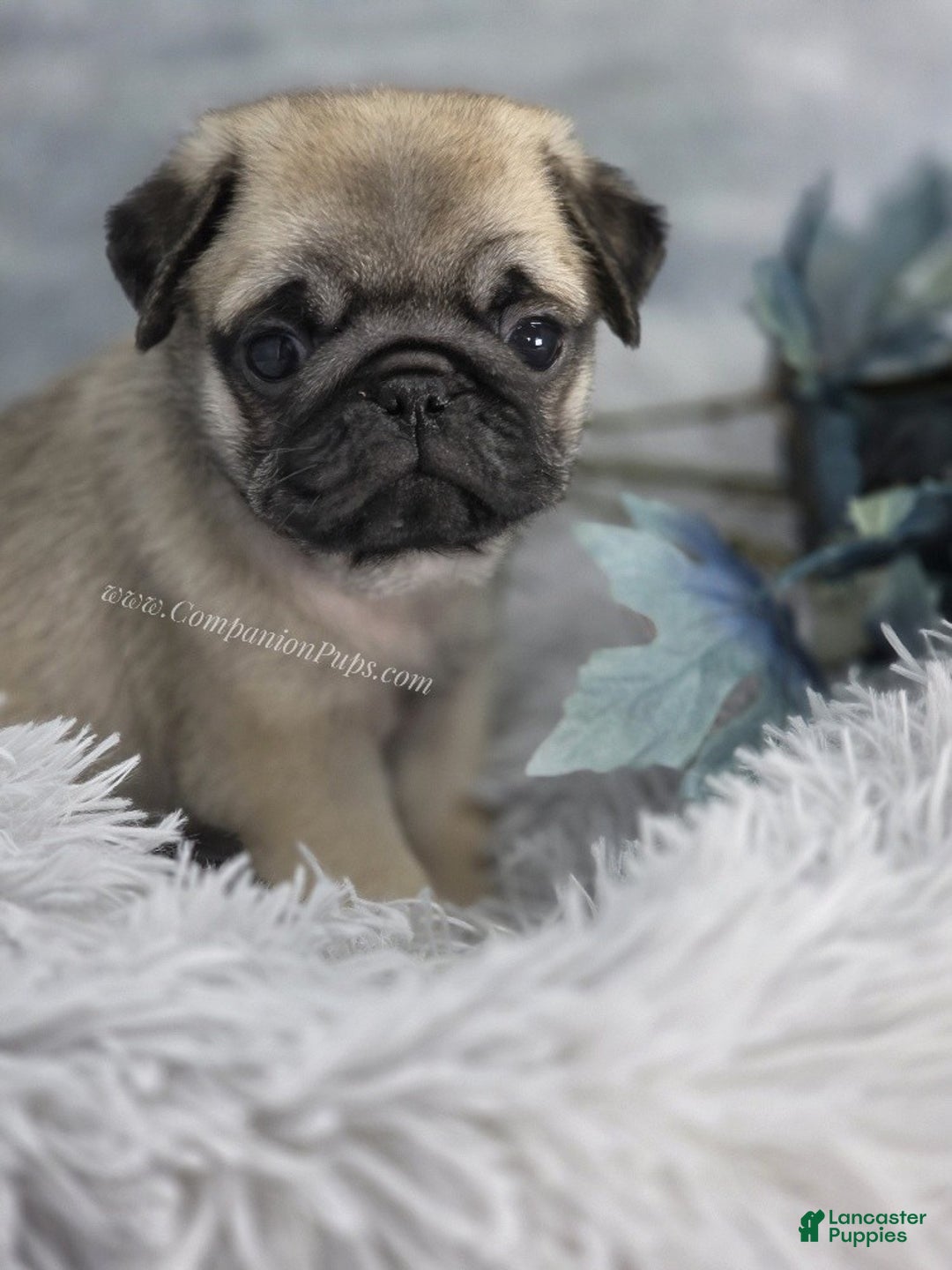 Pug dogs for sale: Black Collar - Super Wrinkly! - Ad 7
