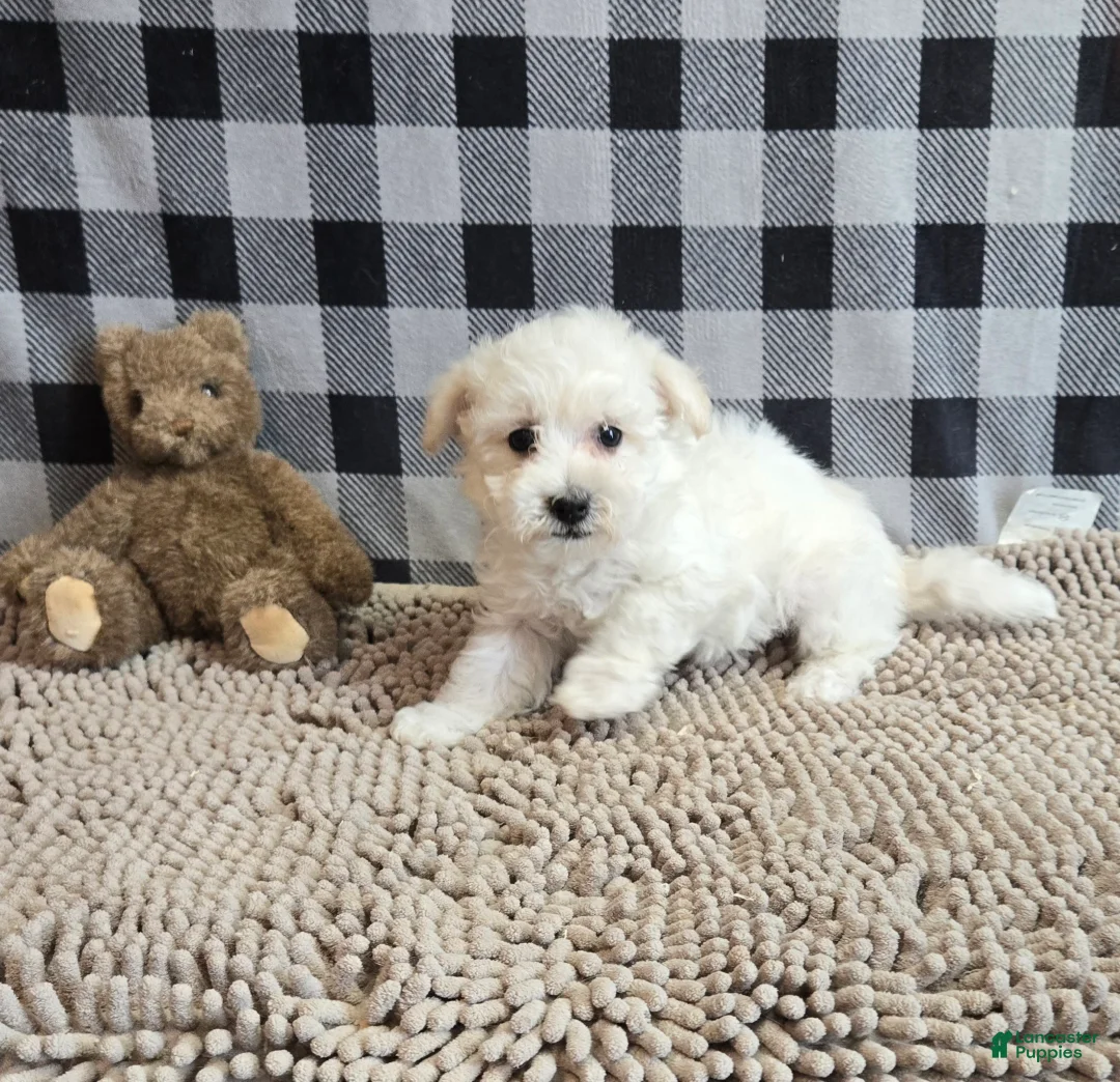Bichon Frise dogs for sale: Lilly - Ad 8