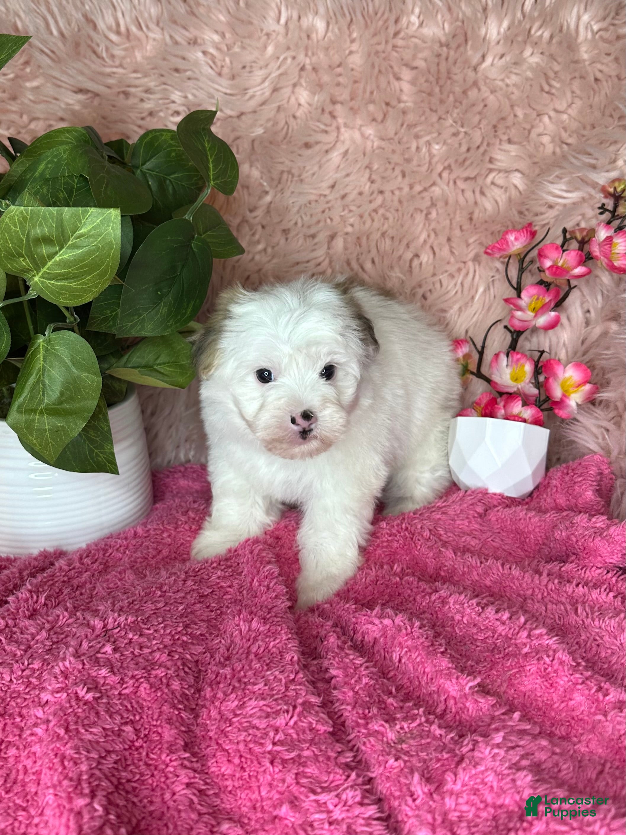 Morkie dogs for sale: Sissy - Ad 3