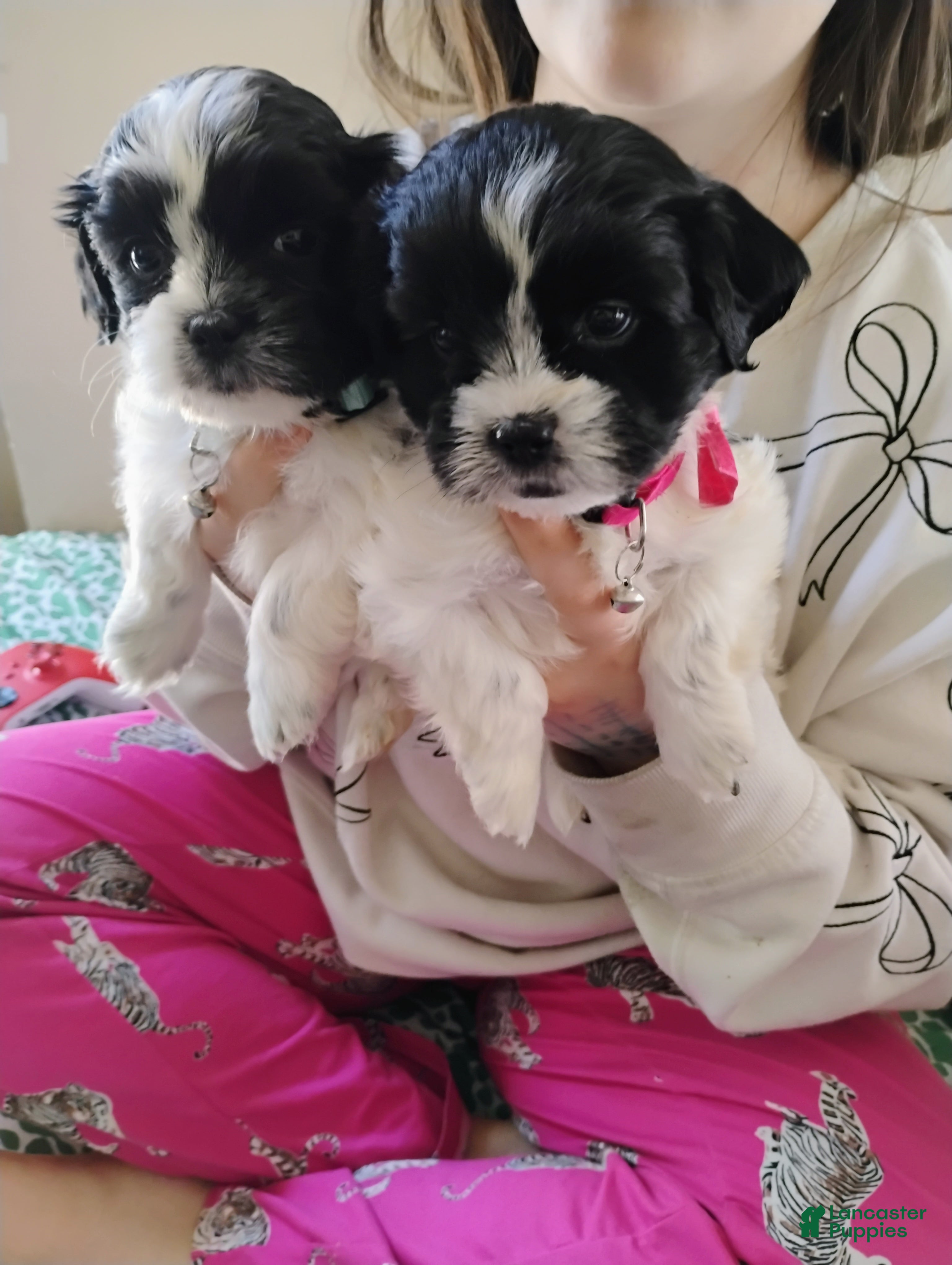 Teddy Bear dogs Teddy Bear Puppy 4 - Ad 36