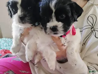 Teddy Bear dogs Teddy Bear Puppy 4 - Ad 40