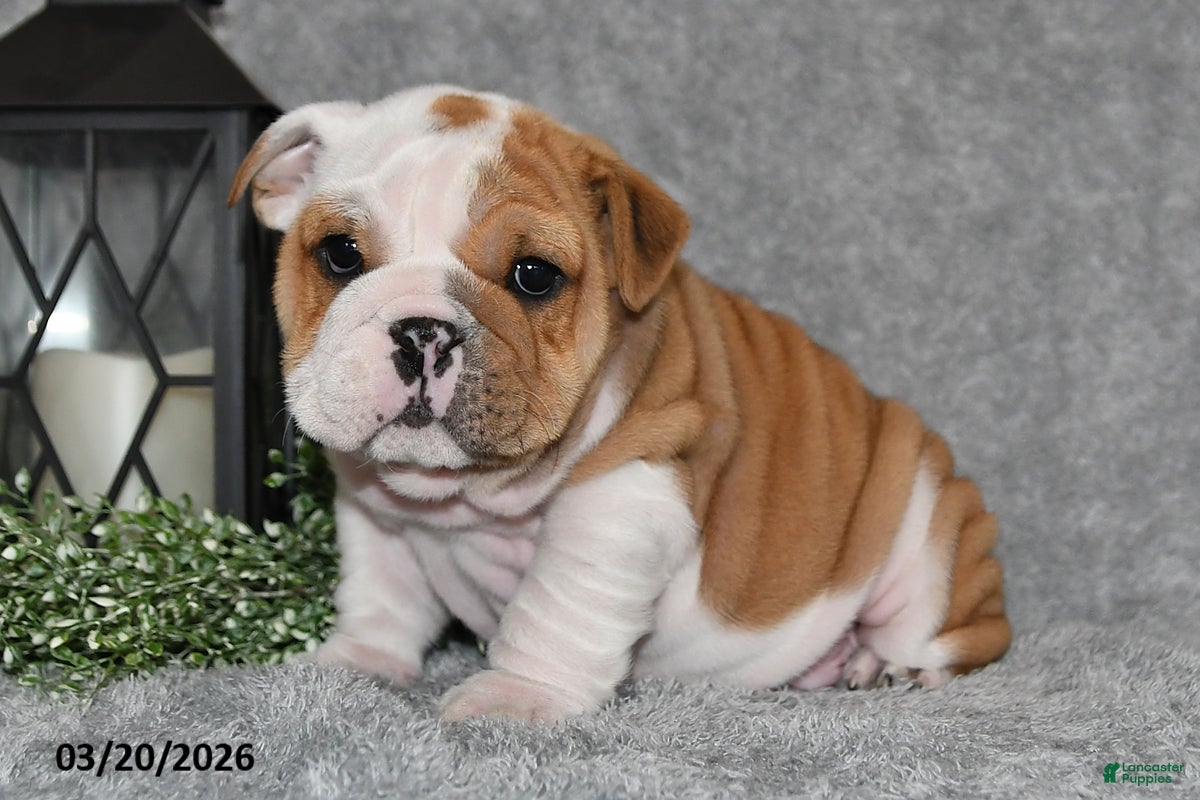 English Bulldog dogs Zakai - Ad 1