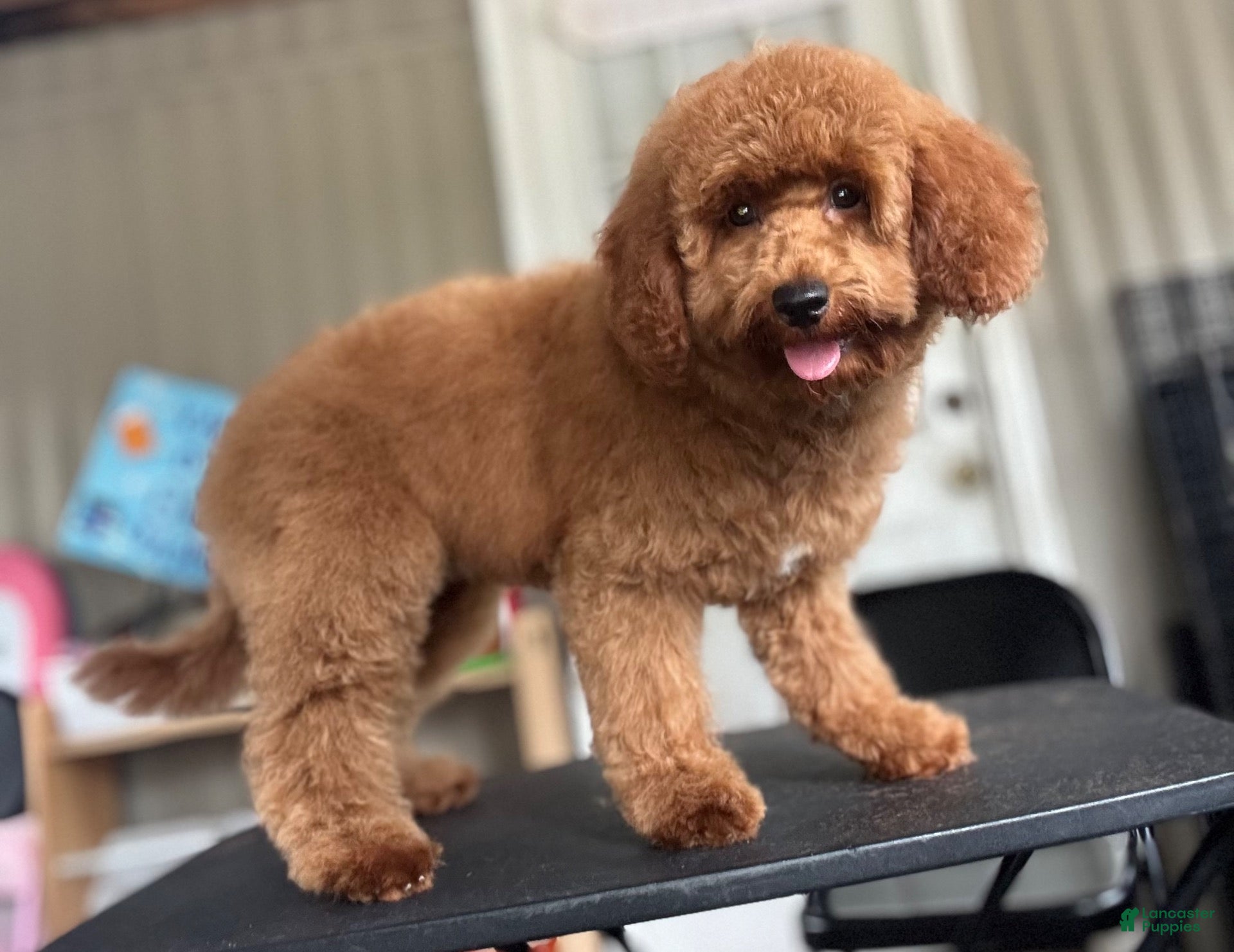 Mini Goldendoodle dogs Diamond - Ad 1