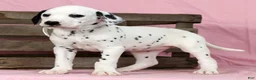 Dalmatian dogs for sale: Lily - Ad 9