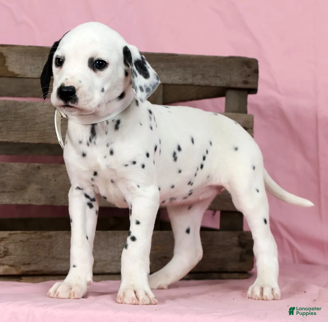 Dalmatian dogs for sale: Lily - Ad 9