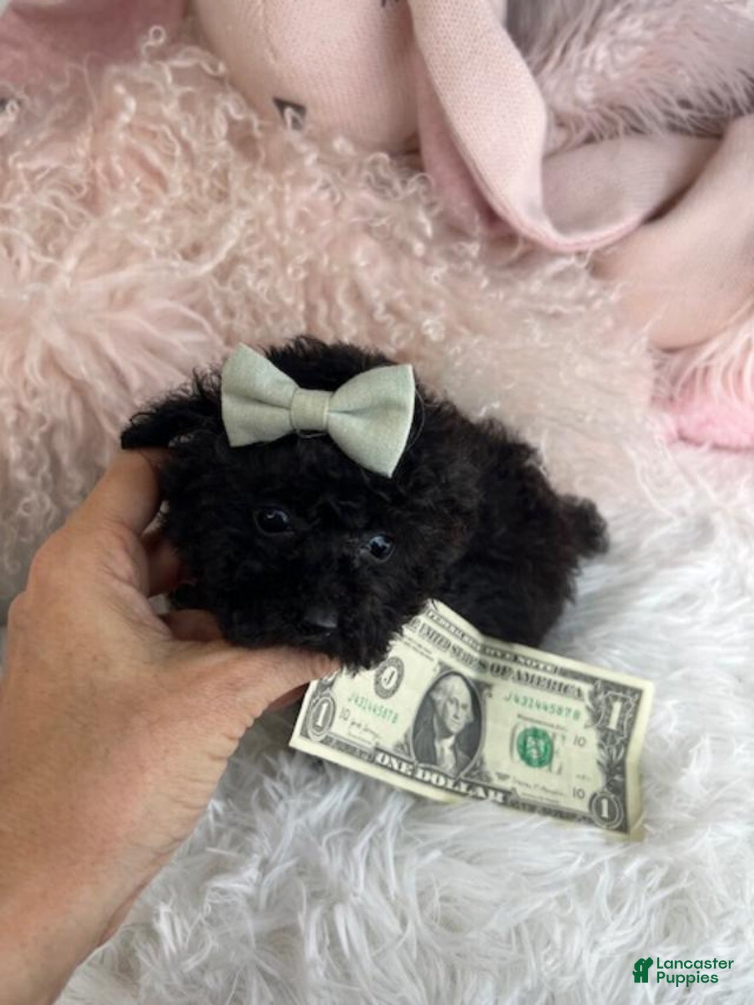 Toy Poodle dogs for sale: Teacup Poodle Puppy 1 - Ad 3