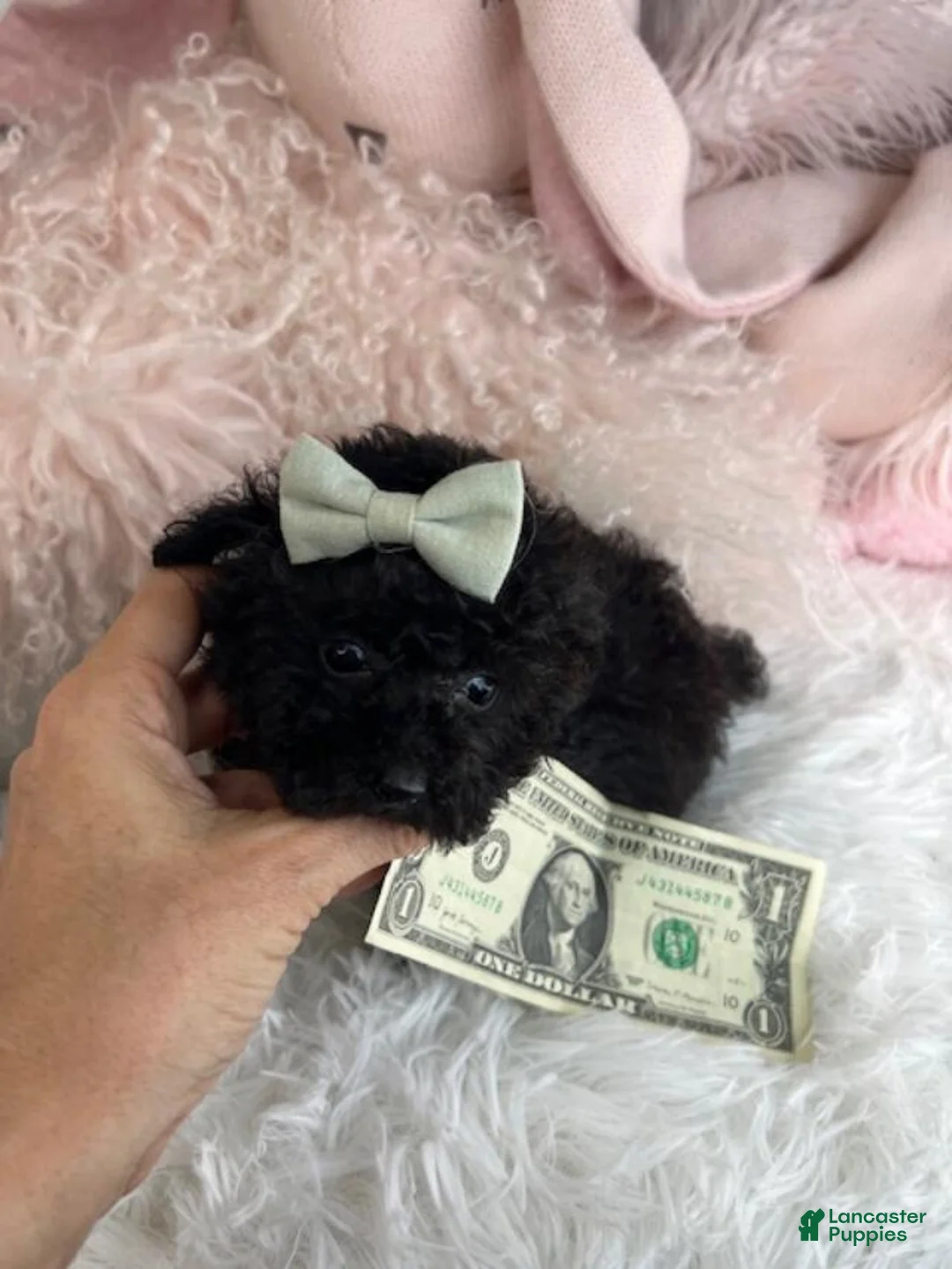 Toy Poodle dogs for sale: Teacup Poodle Puppy 1 - Ad 3