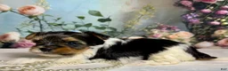 Biewer Terrier dogs for sale: Biewer Terrier Puppy 1 - Ad 10