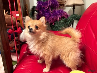 Pomeranian dogs Tiny Tim - Ad 23