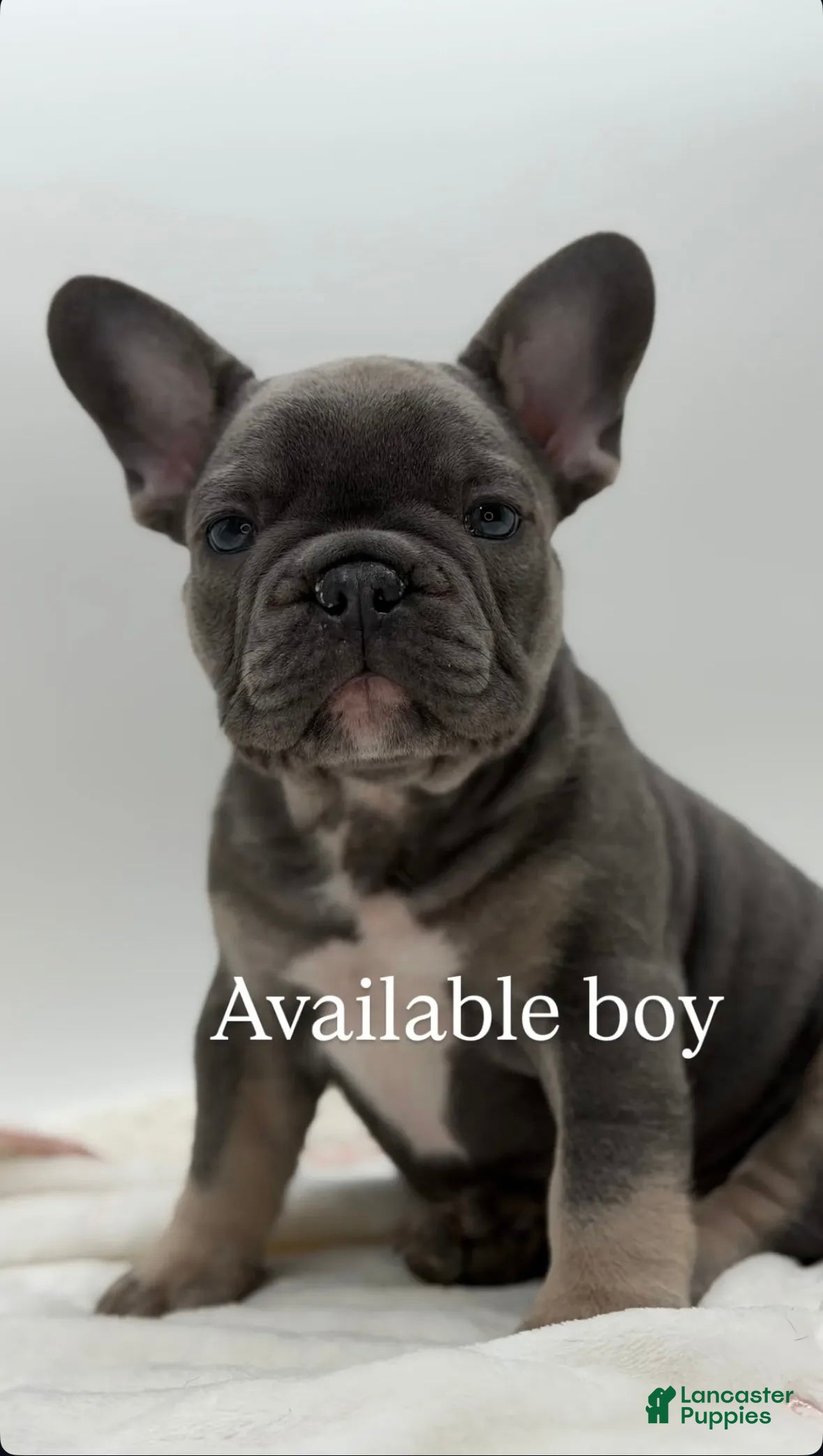 French Bulldog dogs for sale: French Bulldog Puppy 1 - Ad 2