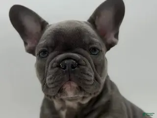 French Bulldog dogs for sale: French Bulldog Puppy 1 - Ad 2