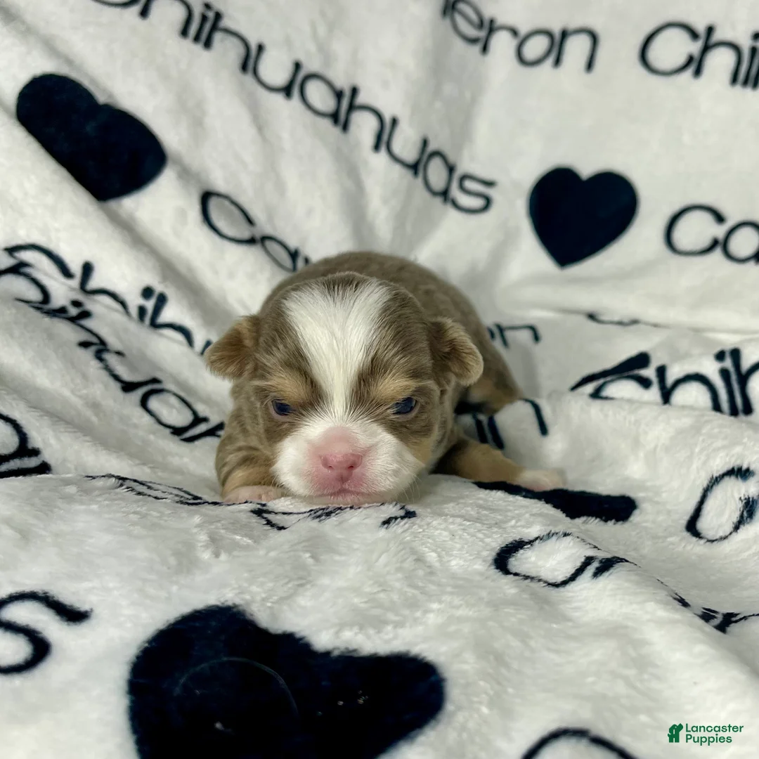 Chihuahua dogs for sale: Graham Lavender Long Coat - Ad 2