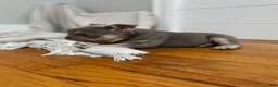 French Bulldog dogs for sale: Pluto - Ad 8