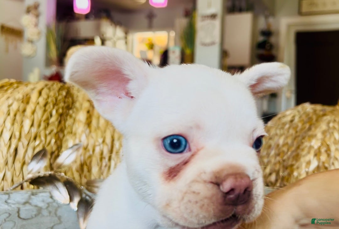 French Bulldog dogs for sale: Freddie - Ad 6