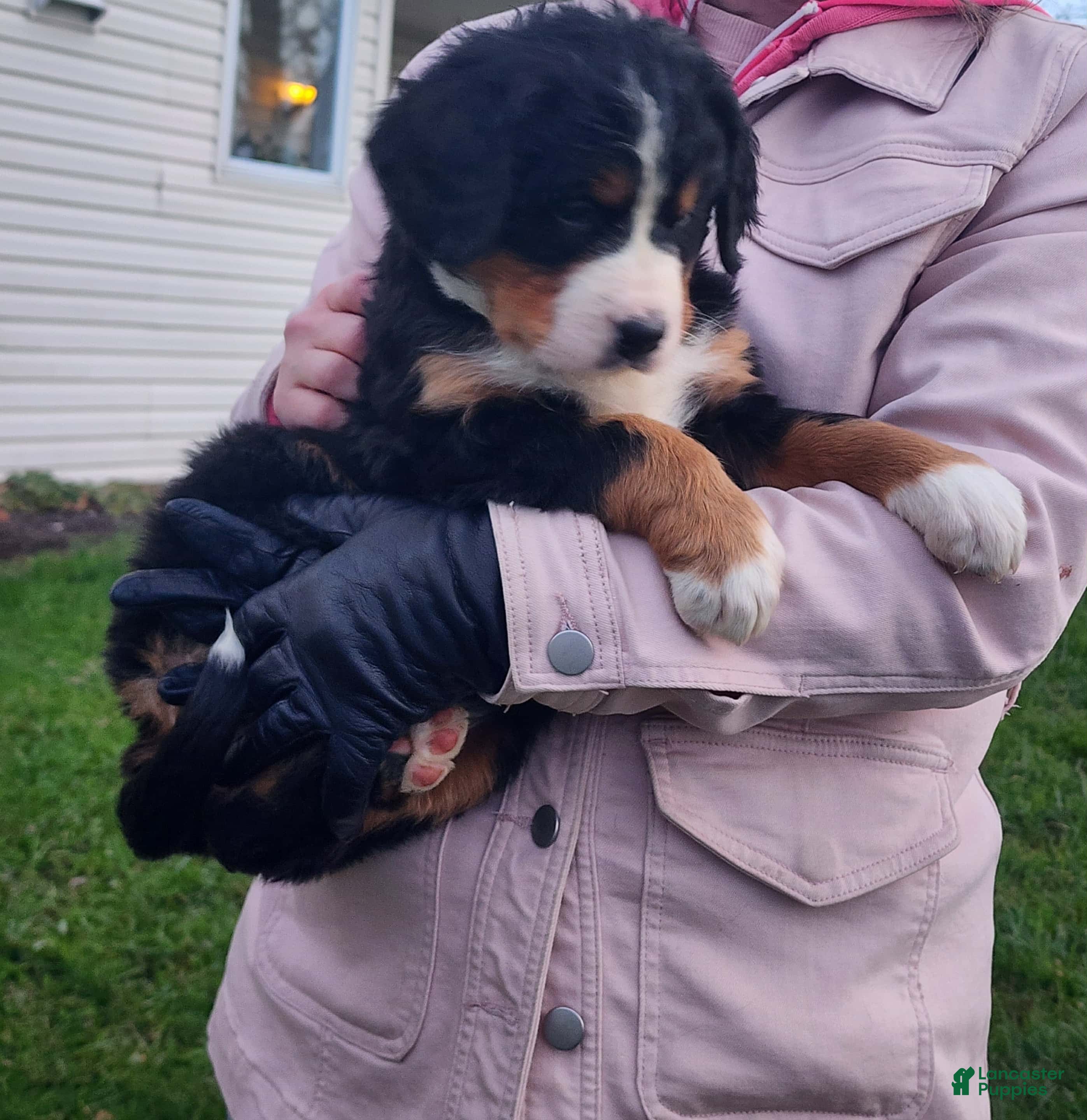 Bernese Mountain Dog dogs Christy  - Ad 6