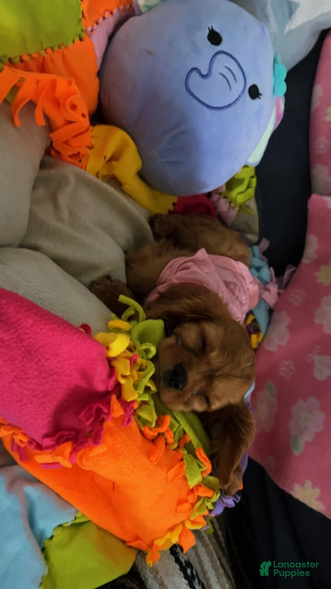 Cavalier King Charles Spaniel dogs for sale: Cavalier King Charles Spaniel 2 - Ad 2
