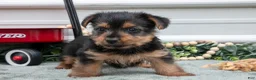 Yorkshire Terrier dogs for sale: Jynx - Ad 3