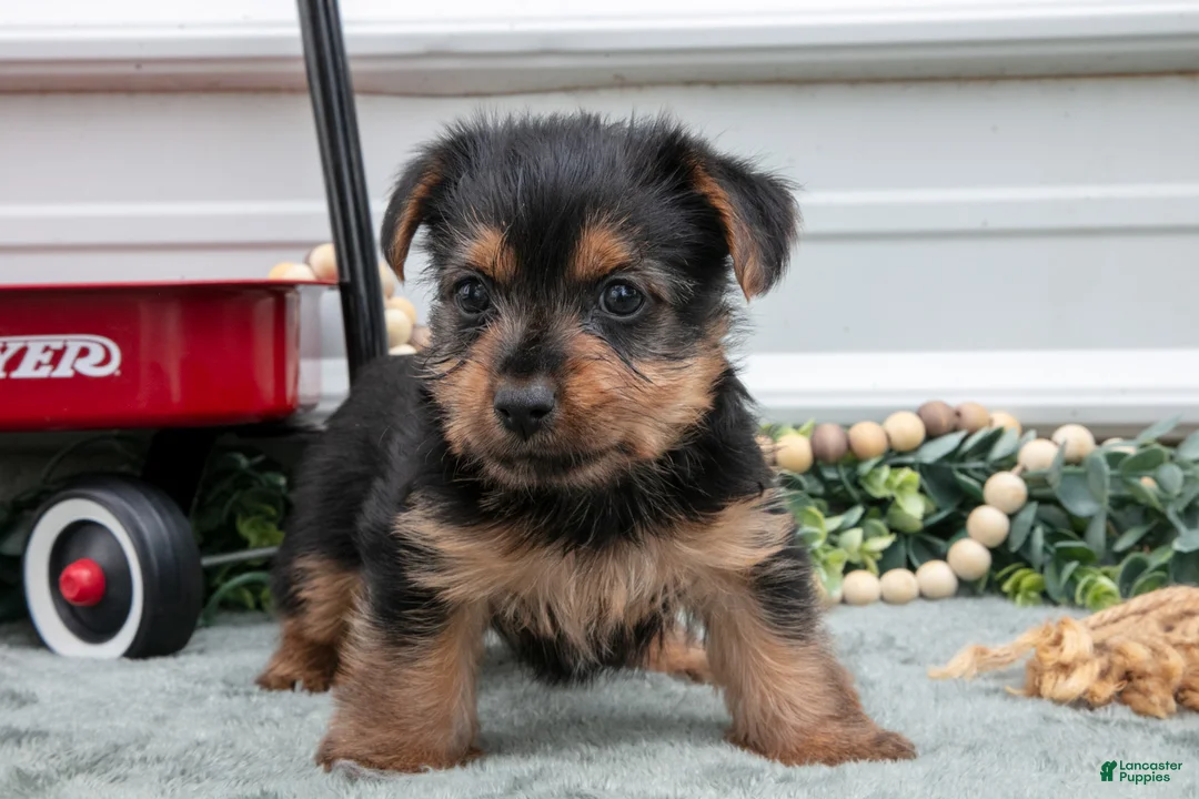 Yorkshire Terrier dogs for sale: Jynx - Ad 3