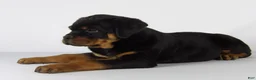 Rottweiler dogs for sale: Rottweiler Puppy 1 - Ad 3