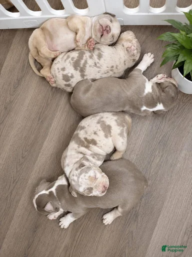 Gallery Image {{count}}