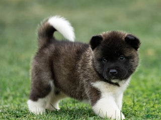 Akita dogs - Ad 8
