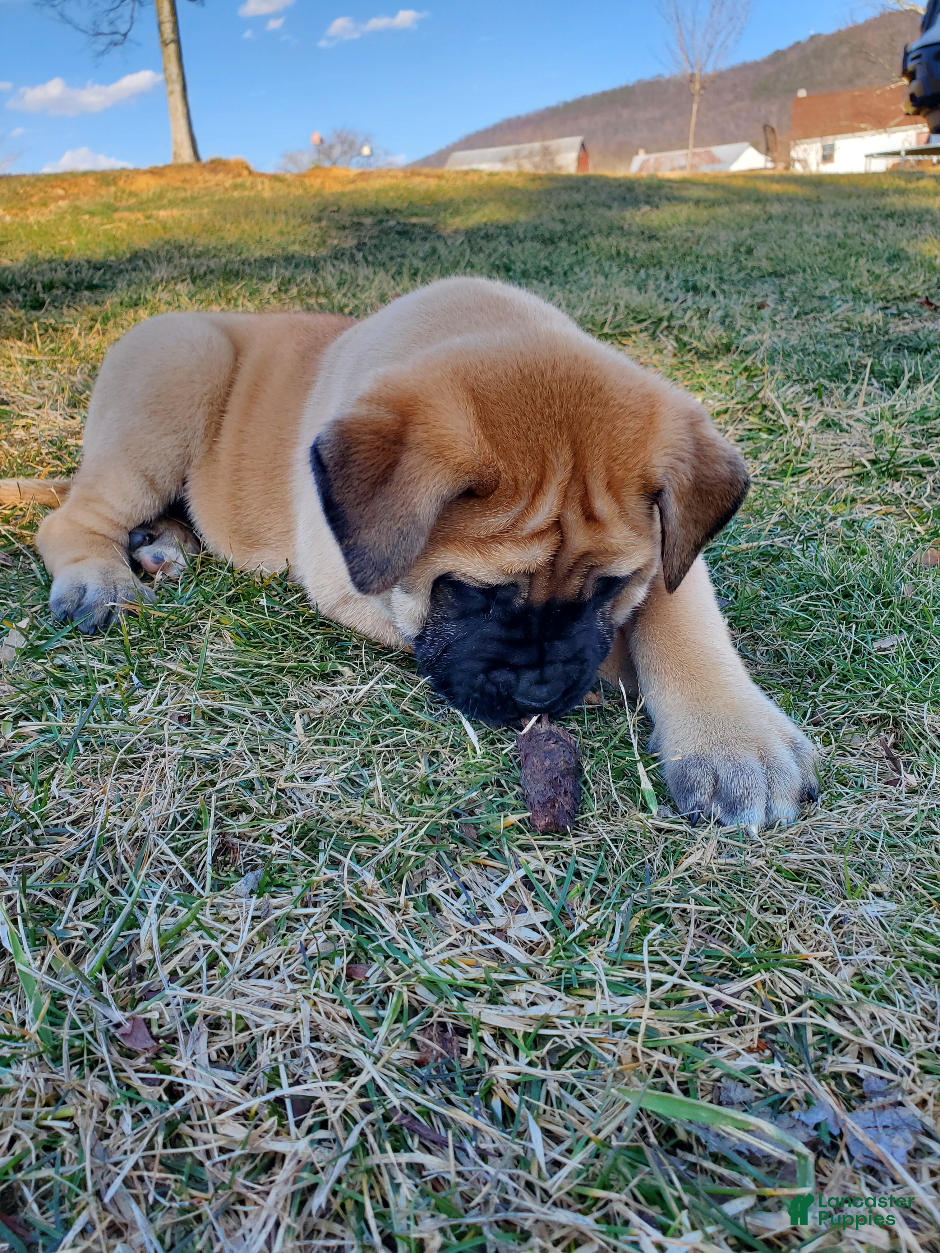 English Mastiff dogs Ryleigh - Ad 2