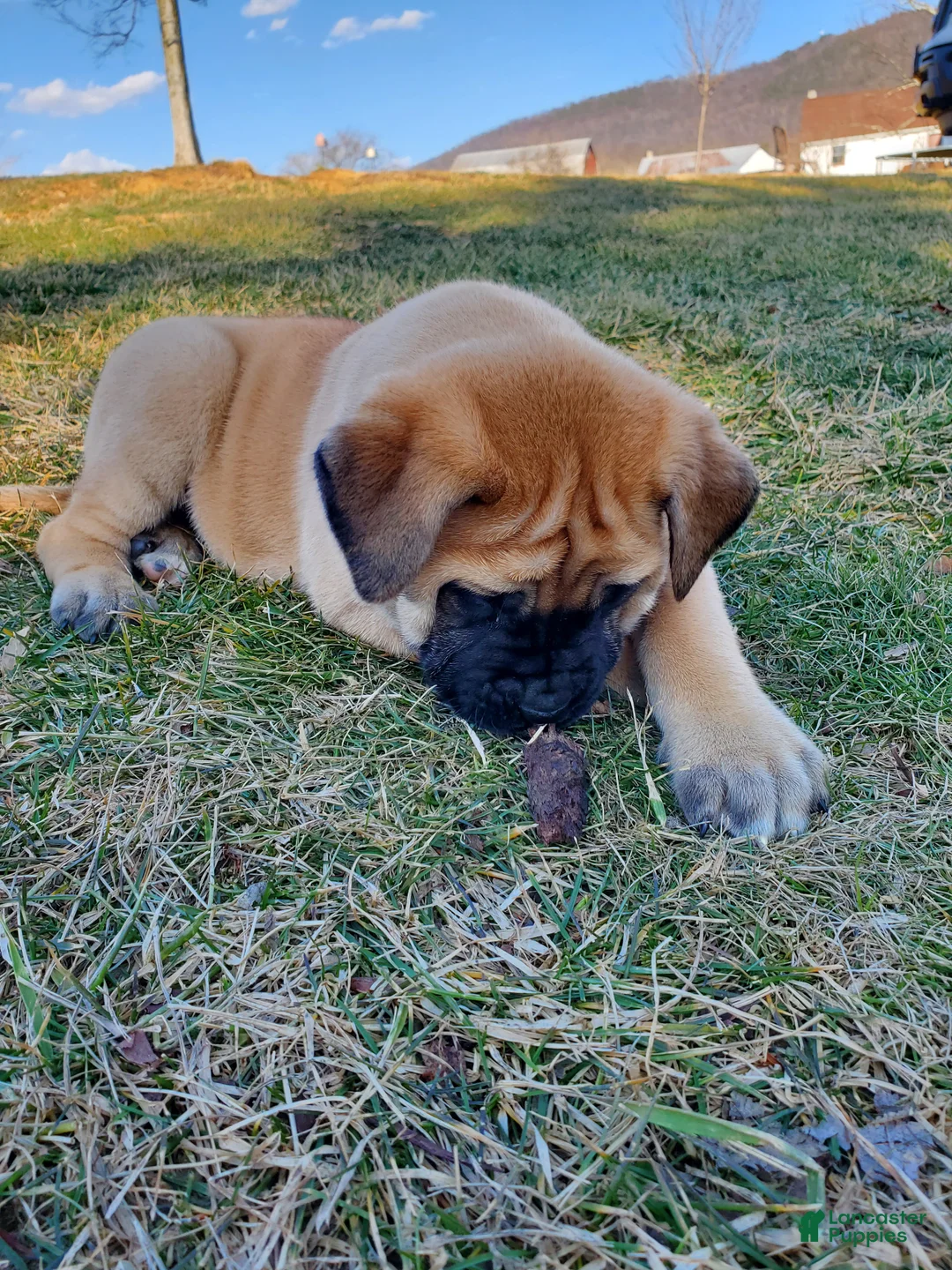 English Mastiff dogs for sale: Ryleigh - Ad 2