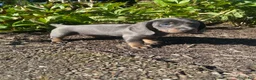 Miniature Dachshund dogs for sale: Dixie - Ad 4