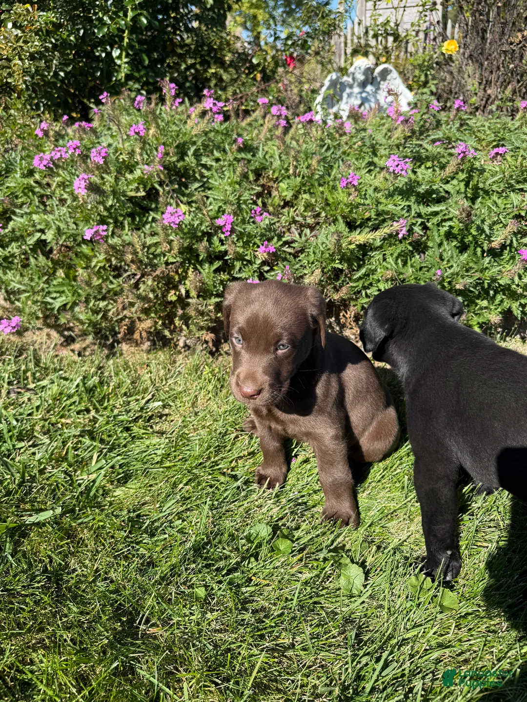 Labrador Retriever dogs for sale: Labrador Retriever 1 - Ad 1