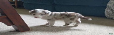 Border Collie 2