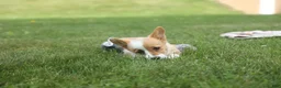 Welsh Corgi Pembroke dogs for sale: Dixie 🐶💖 - Ad 6