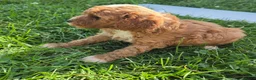 Cavapoo dogs for sale: Ruby - Ad 6