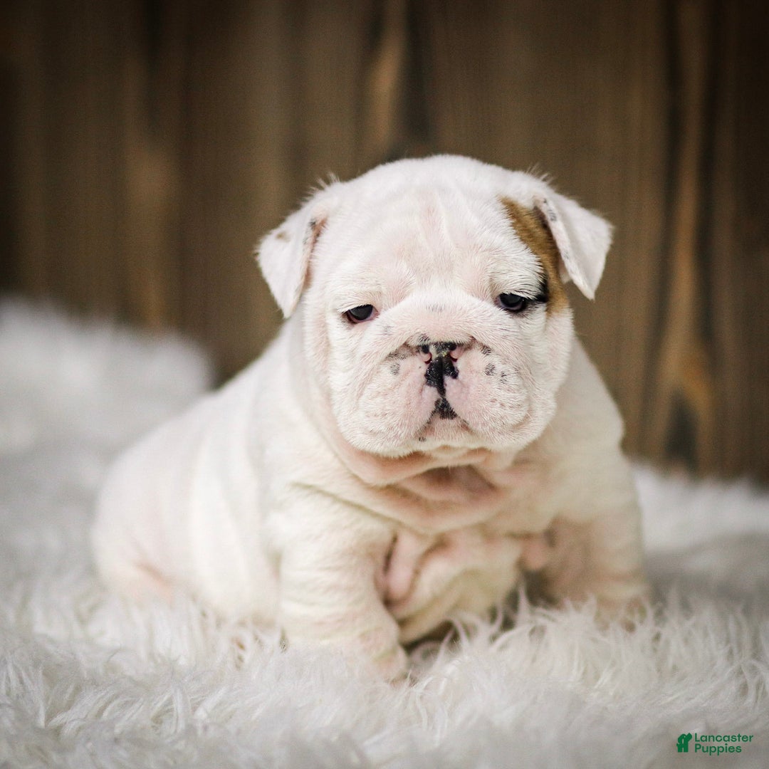 English Bulldog dogs for sale: Frosty - Ad 7